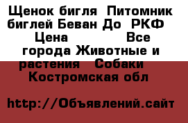 Щенок бигля. Питомник биглей Беван-До (РКФ) › Цена ­ 20 000 - Все города Животные и растения » Собаки   . Костромская обл.